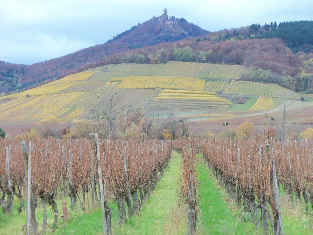 Apartment Route Du Vin Centre Alsace Оршвиллер Номер фото